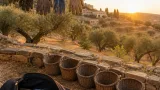 Cinq militantes italiennes détenues lors de la récolte d’olives en Cisjordanie relâchées et rapatriées